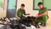 Công an huyện Phù Mỹ ra quân tấn công hiệu quả các loại tội phạm.